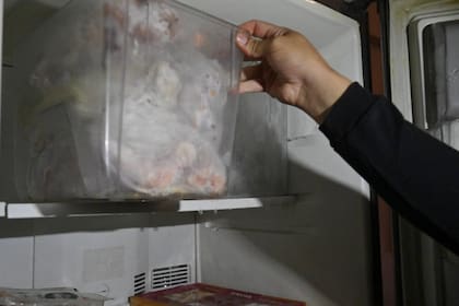 El freezer con restos de gatos en una caja plástica