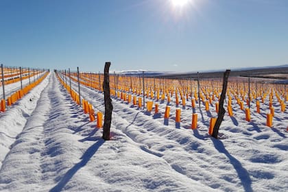 El frío extremo de Sarmiento (Chubut) es uno de los desafíos que enfrenta la bodega Otronia