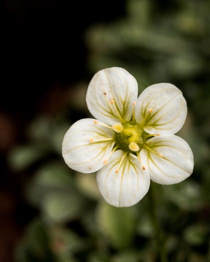 El fruto de la flor del tilo puede ser beneficioso para nuestro organismo por sus efectos antioxidantes y antiinflamatorios