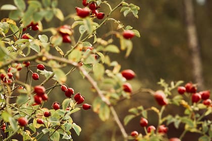 El fruto de la rosa mosqueta es el que se emplea para fines cosméticos.