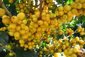 El fruto de oro más codiciado por ser considerado la fuente de la juventud