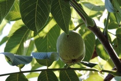 El fruto del nogal