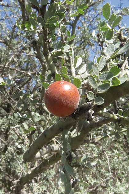 El fruto del chañar se usa para hacer dulce y es su bálsamo de para superar problemas respiratorios
