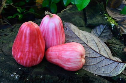 El fruto dulce que produce se consume en forma de jaleas y mermeladas