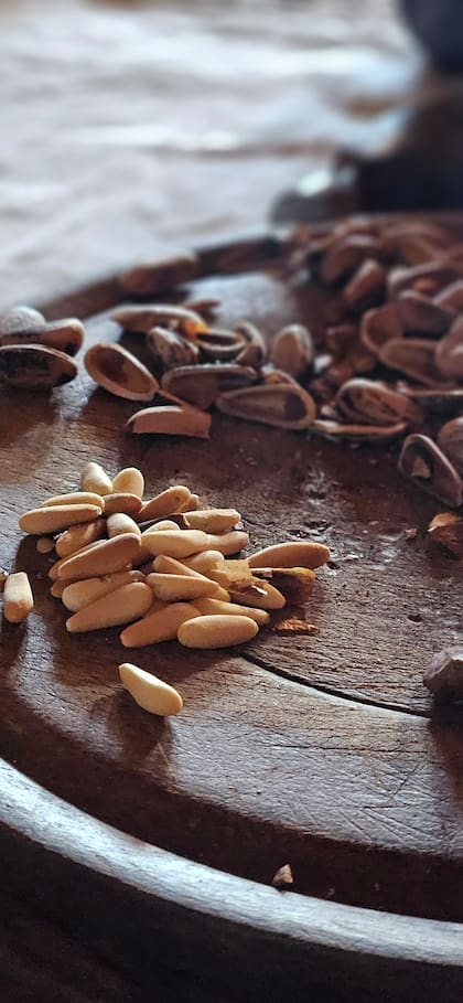 El fruto es muy codiciado en Europa, donde una plaga redujo drásticamente el rendimiento de los pinares