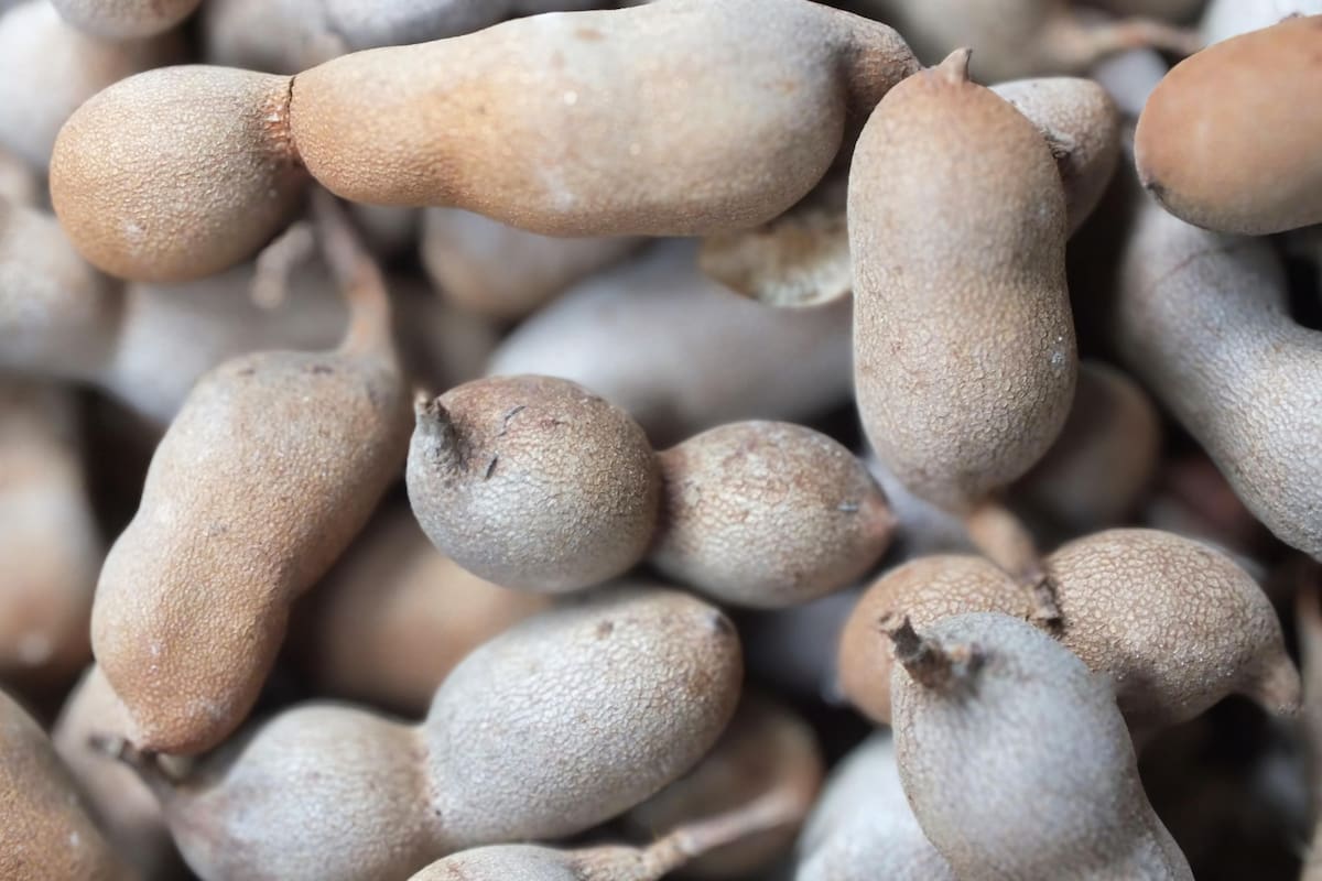 El fruto es un alimento central en varios países tropicales