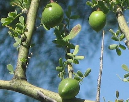 El fruto es un bálsamo natural contra el catarro