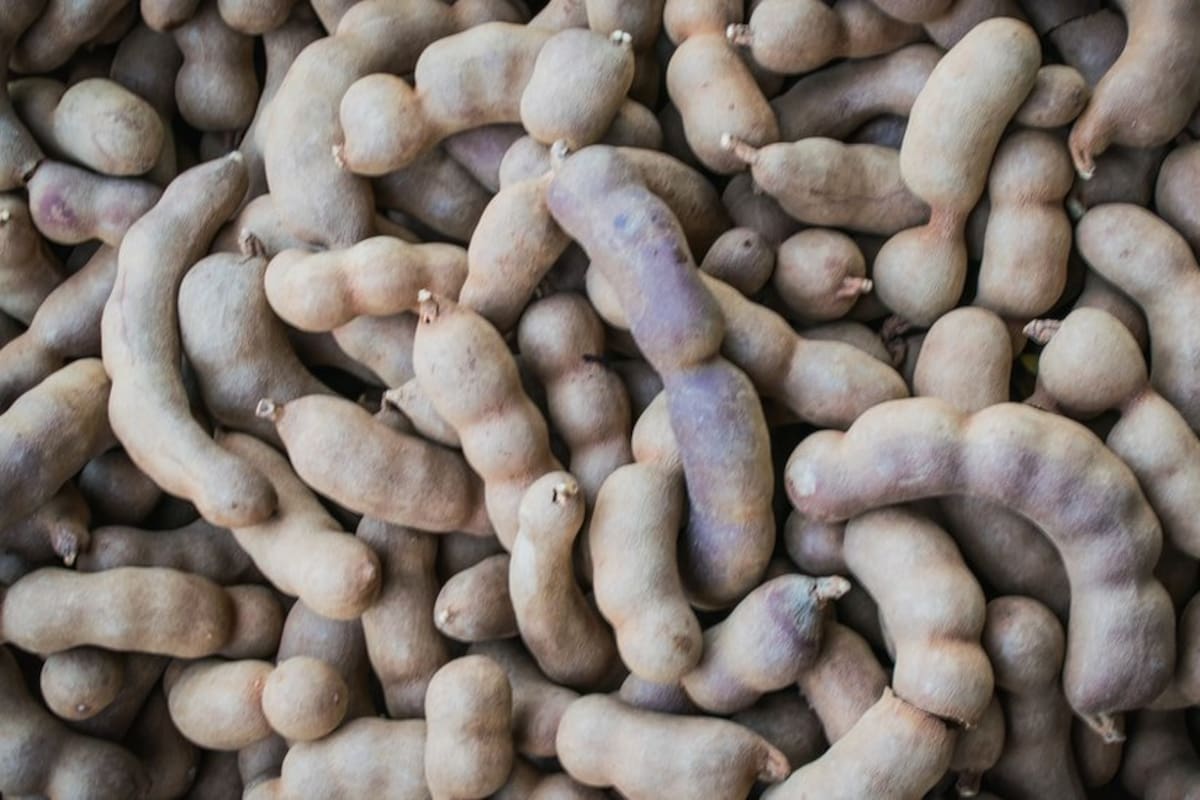 El fruto tropical que contiene polifenoles como los flavonoides que ayudan a regular los niveles de colesterol es el tamarindo