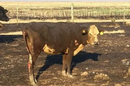 El fuego afectó al ganado también