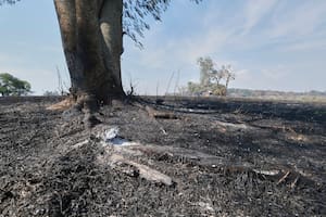 El fuego arrasó miles de hectáreas