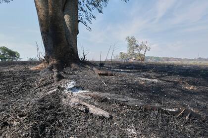 El fuego arrasó miles de hectáreas