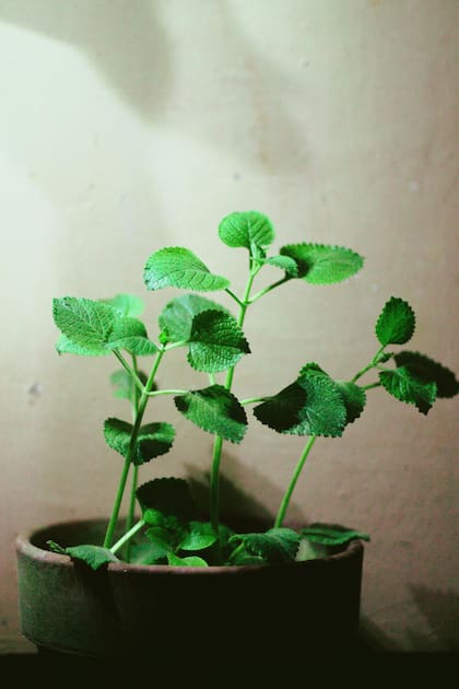El fuerte aroma de la menta actúa como un eficaz repelente natural contra los ratones