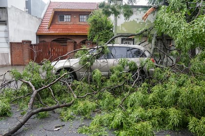 El fuerte temporal provocó caídas de árboles en la Ciudad