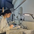 Aislaron bacterias que podrían frenar enfermedades de los cultivos