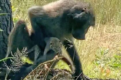 El futuro no es demasiado venturoso para el pequeño felino, que no sobrevivirá mucho tiempo lejos de su madre y de su camada