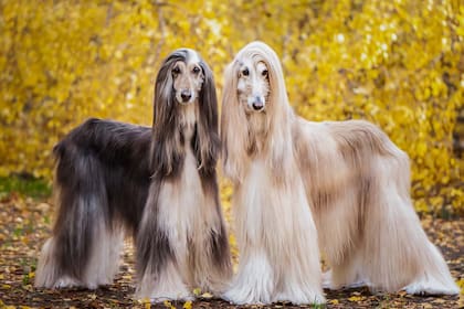 El galgo afgano es uno de las razas con más pelaje. Foto: dogfydiet