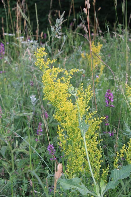 El galio es una planta que posee tallos erguidos y ascendentes, rizomas muy ramificados y flores amarillas agrupadas en panículas que exhalan un ligero aroma a miel