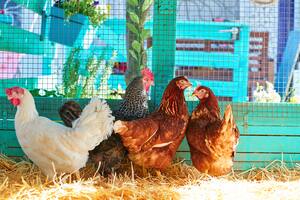 El gallinero es el nuevo lugar de status en las mansiones de millonarios famosos