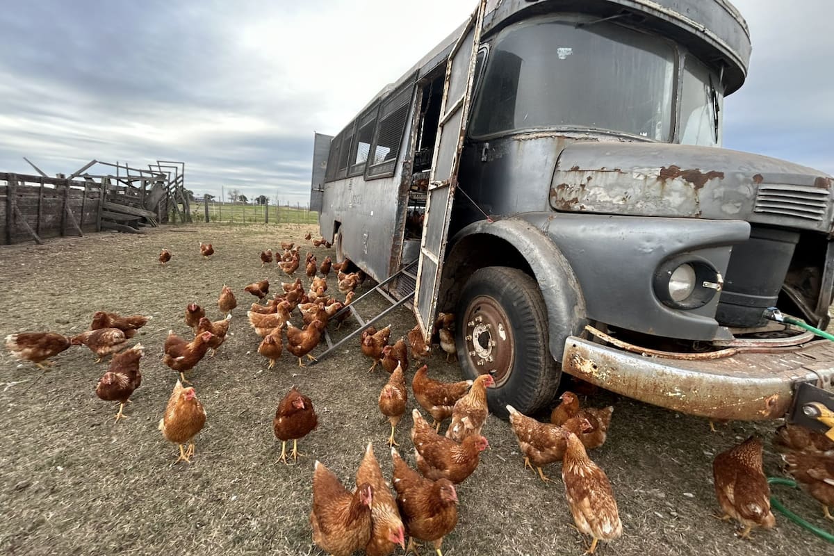El gallinero móvil surgió como una movida sustentable