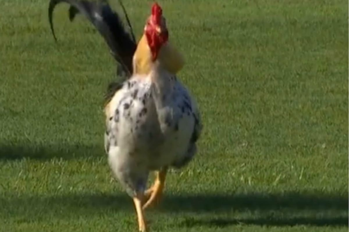 El Gallo de Morón apareció en el campo de juego y nadie podía agarrarlo para sacarlo de la cancha.