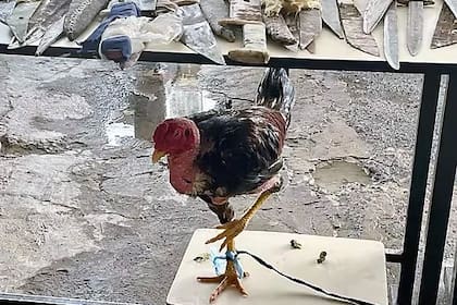 El gallo de riña hallado dentro del penal de Tacumbú