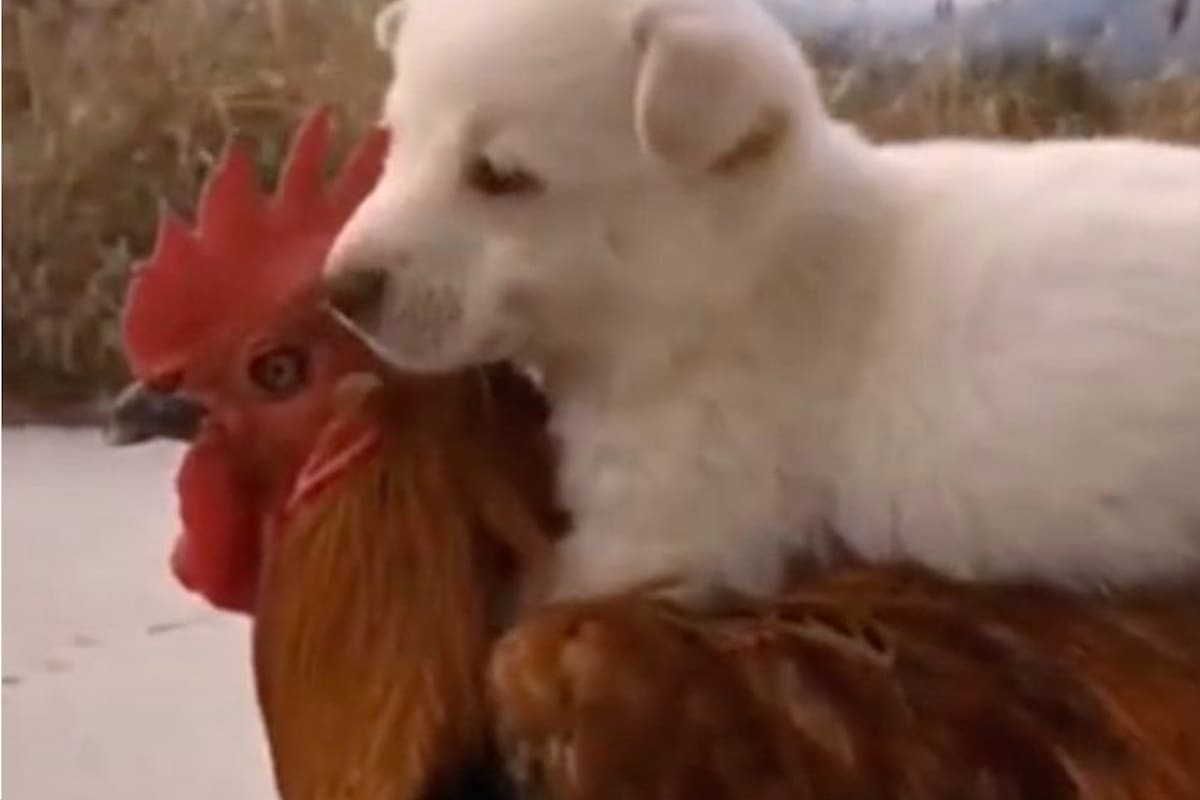 El gallo lleva sin problema al cachorrito, a la vista de uno de sus hermanos (Foto: Tik Tok(@thin6405)