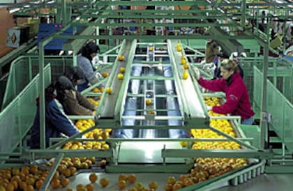 “La fruta se empacará en locales o lugares cubiertos, secos, limpios, ventilados con dimensiones acordes a los volúmenes de fruta a acondicionar y de fácil higienización, a fin de evitar efectos perjudiciales para la sanidad y conservación de la fruta”, indicaron