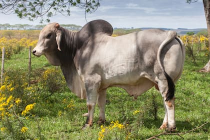 El ganado Brahman es un tipo de cebú que tiene una peculiar joroba.