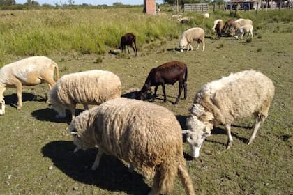 El ganado ovino es uno de los más afectados por la hidatidosis