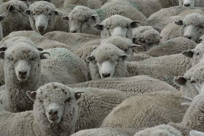 En la actividad hay 100.000 productores, entre los 40.000 comercialmente activos y otros 60.000 tenedores de ovejas que no vuelcan de lleno su producción al mercado