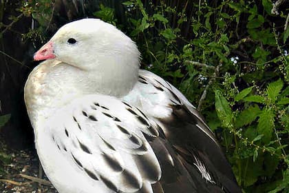 El ganso andino, el ave donde se detectó la enfermedad