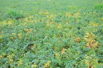 El garbanzo, una opción