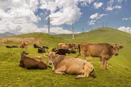 El gas metano se produce en el aparato digestivo de los rumiantes y luego se exhala a la atmósfera.