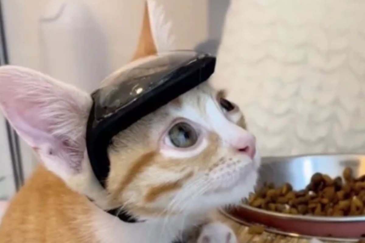 El gatito debía usar una protección especial para proteger su cabeza (Foto: El Tiempo)