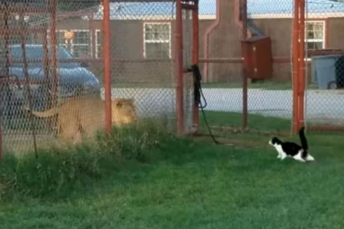 El gatito enfrentó al temible león viralizando el divertido video.