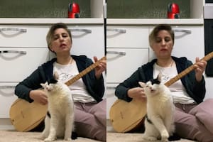 El gatito que se relaja con música