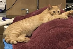 El gatito se acuesta sobre un perro que recibe atención médica en la camilla del veterinario
