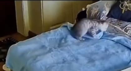 El gato acomodó la manta en la cama y se acostó arriba