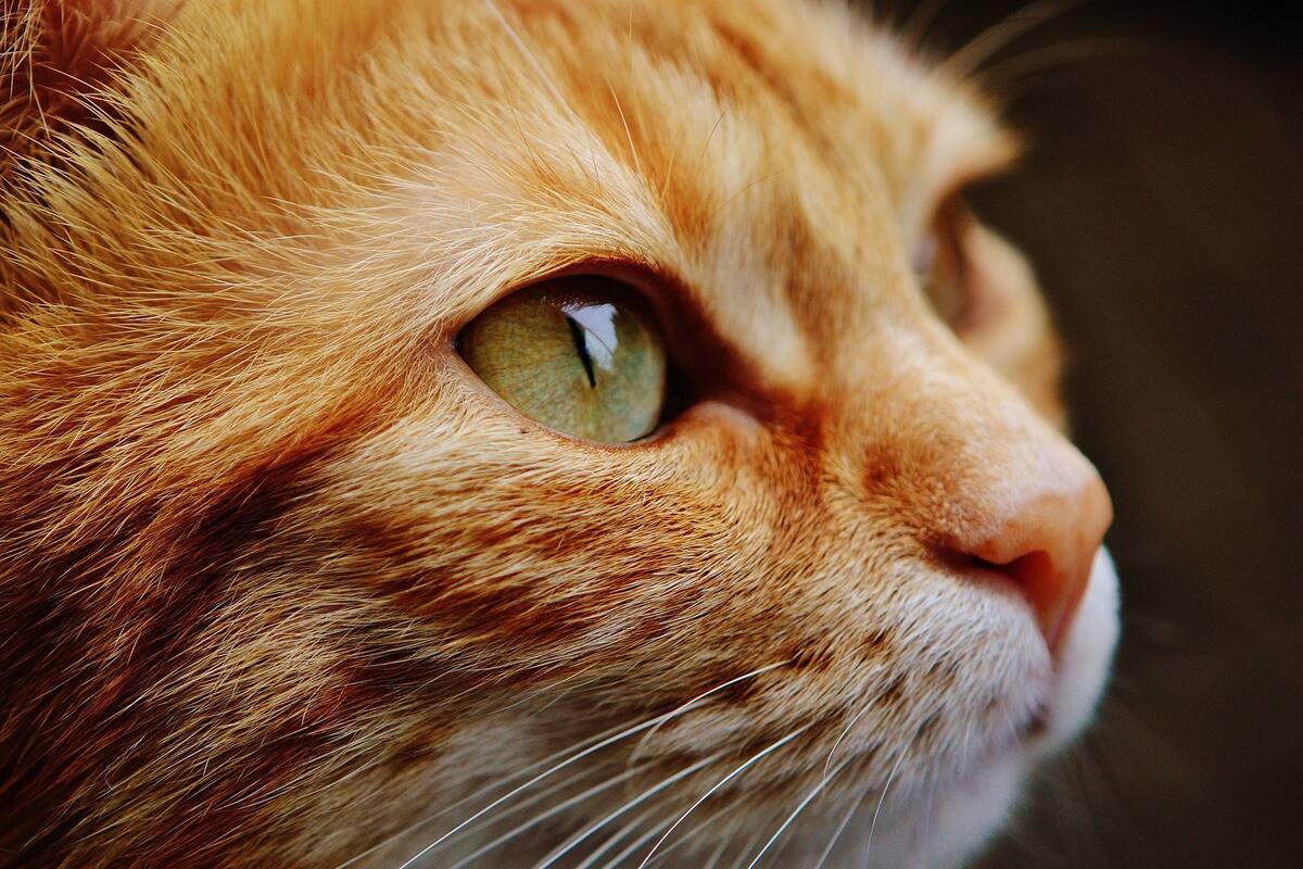 El gato aumenta la productividad en el trabajo
