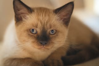 Un estudio científico posicionó al gato burmés como el más longevo del mundo