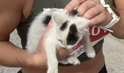 El gato de color blanco que fue recogido por la maratonista