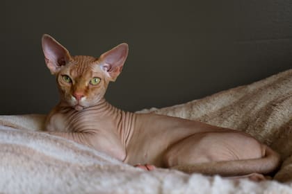 El gato esfinge es muy territorial y conserva conductas agresivas