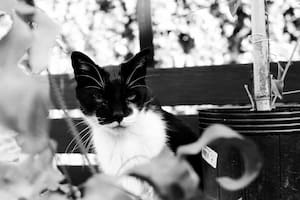 El gato Felisberto Verne