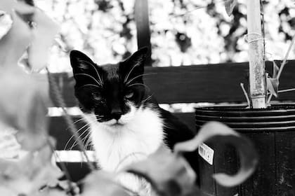 El gato Felisberto Verne