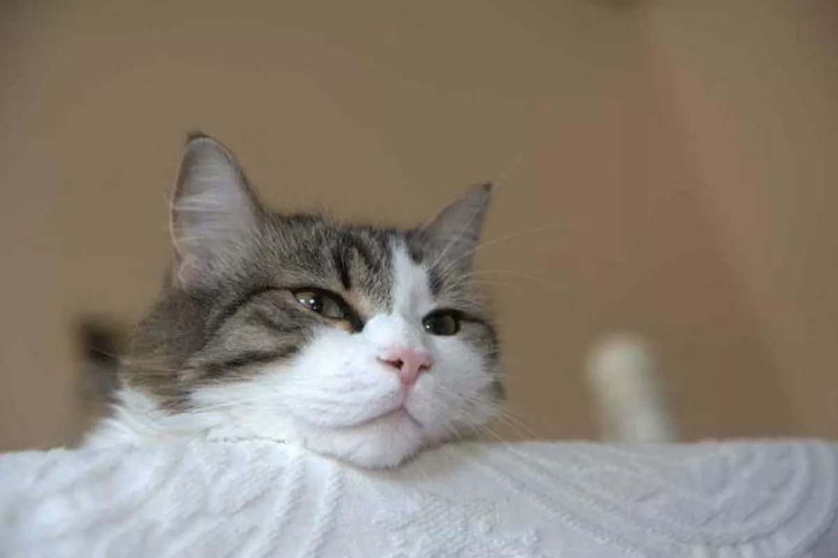 El gato llegó a un Centro de Rehabilitación para Ancianos de Estados Unidos en 2007. FOTO: iStock / Ediciones Maeva