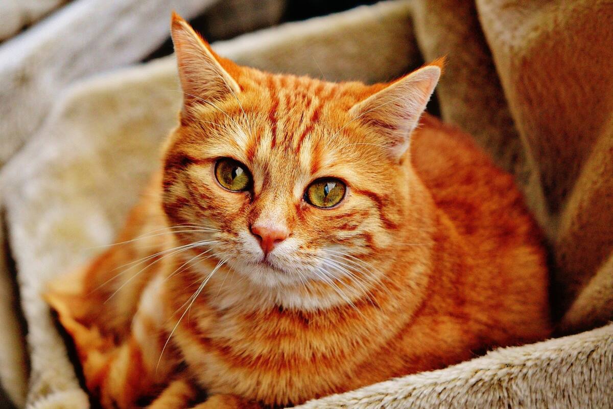 El gato llevaba varios envoltorios atados al cuerpo para pasar desapercibido por los guardias