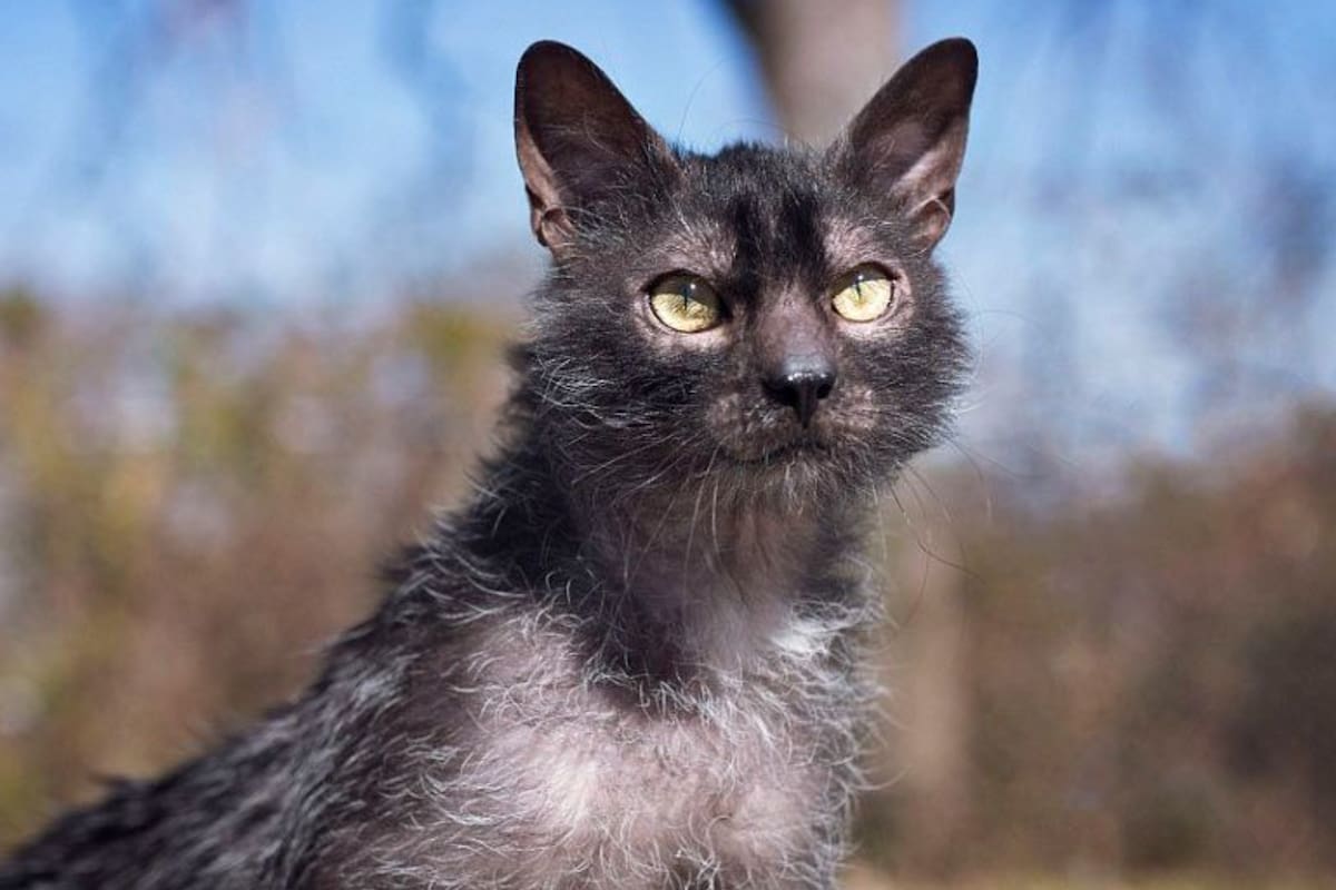 El gato lobo, una extraña y poco vista especie