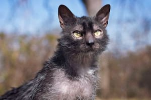 El gato lobo, una extraña y poco vista especie