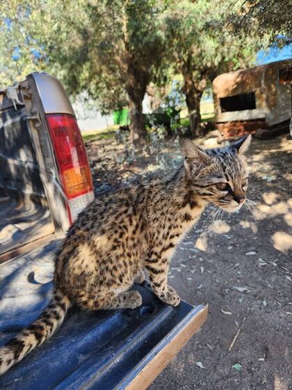 El gato montés acompaña a todos los trabajadores del campo