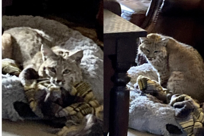 El gato montés descansaba en la cucha de un perro; el dueño del hogar cree que entró por una puerta para mascotas